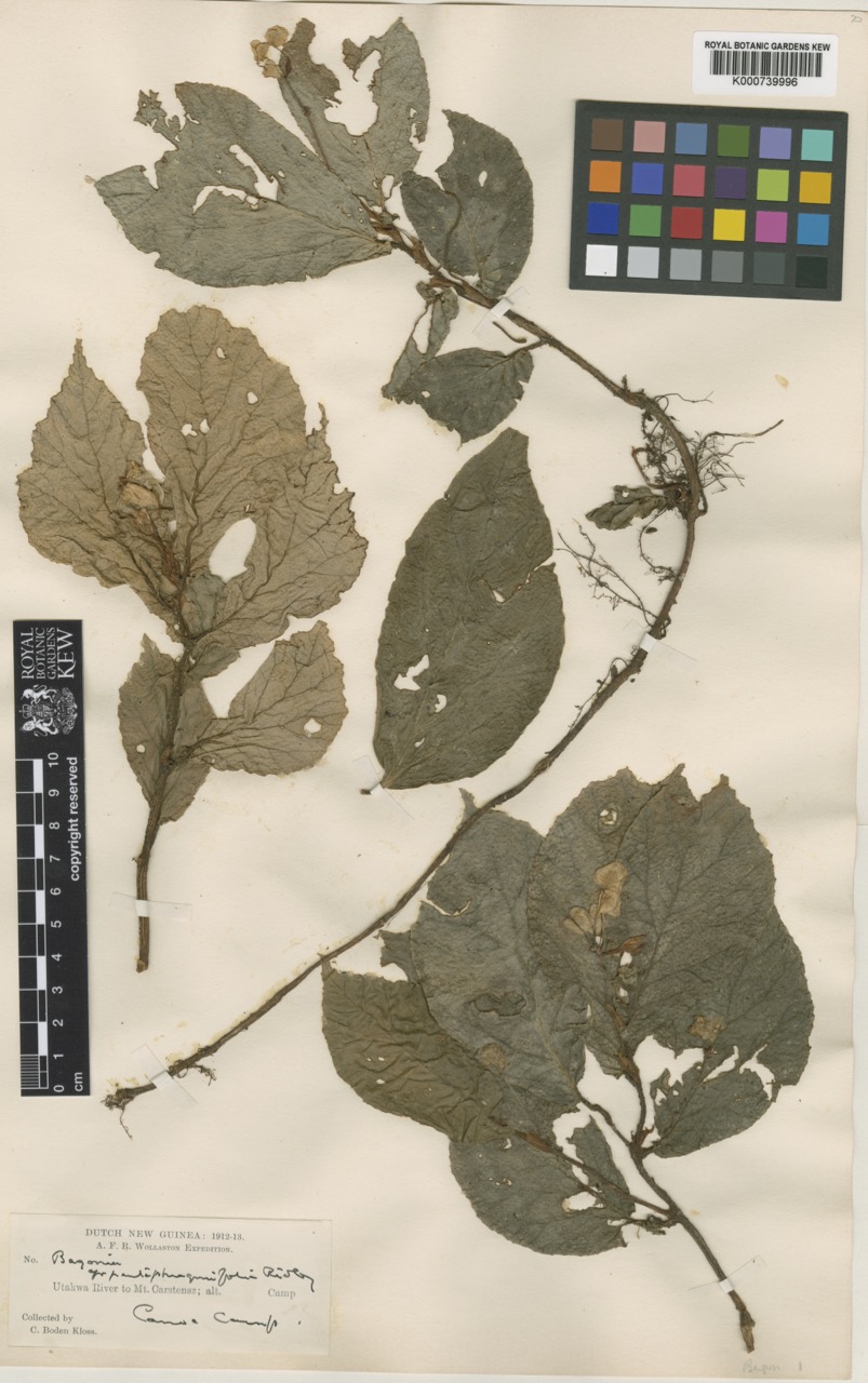 B. pentaphragmifolia